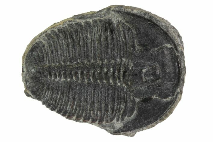 Elrathia Trilobite Fossil - Utah #97010